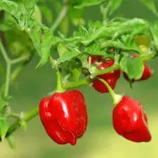 Piment Habanero Tropical