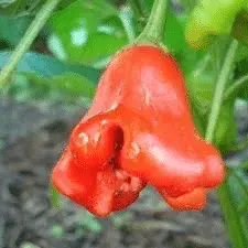 Piment Rocotillo