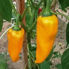 Poivron corno di toro giallo