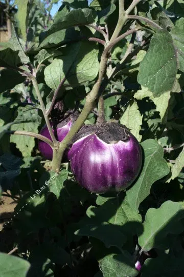aubergine-violette-de-florence