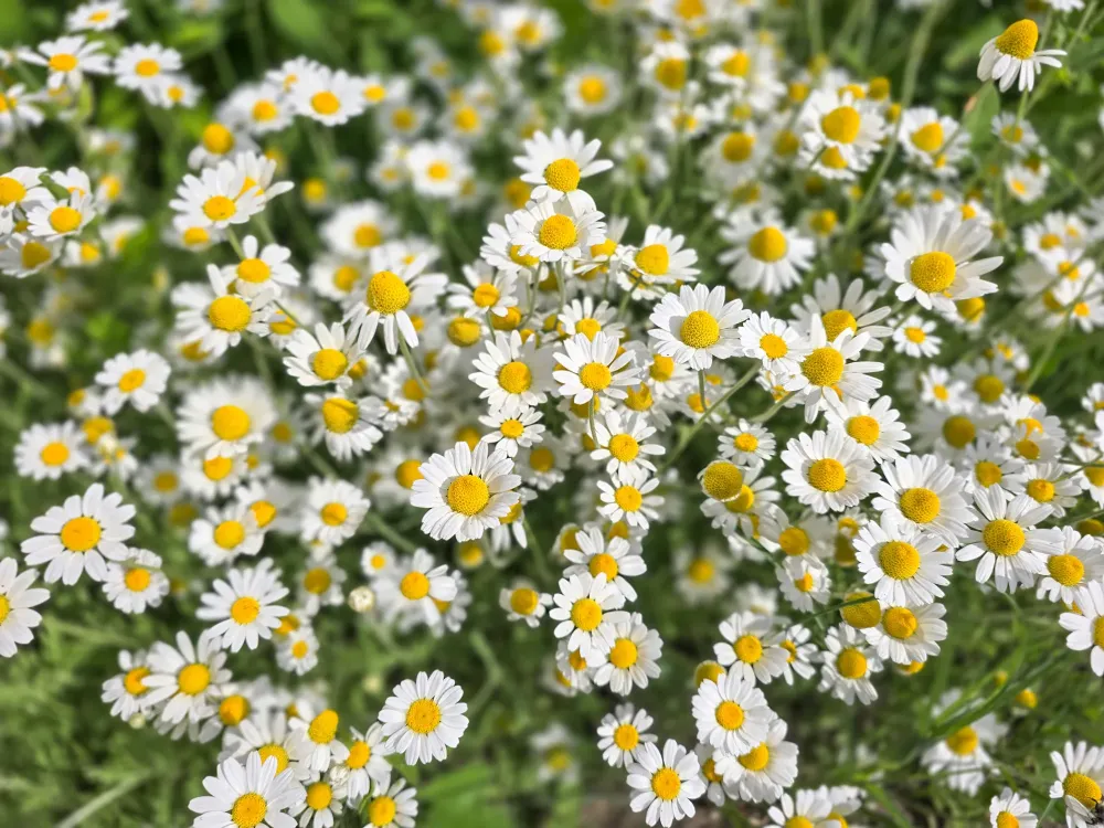 Marguerites variées