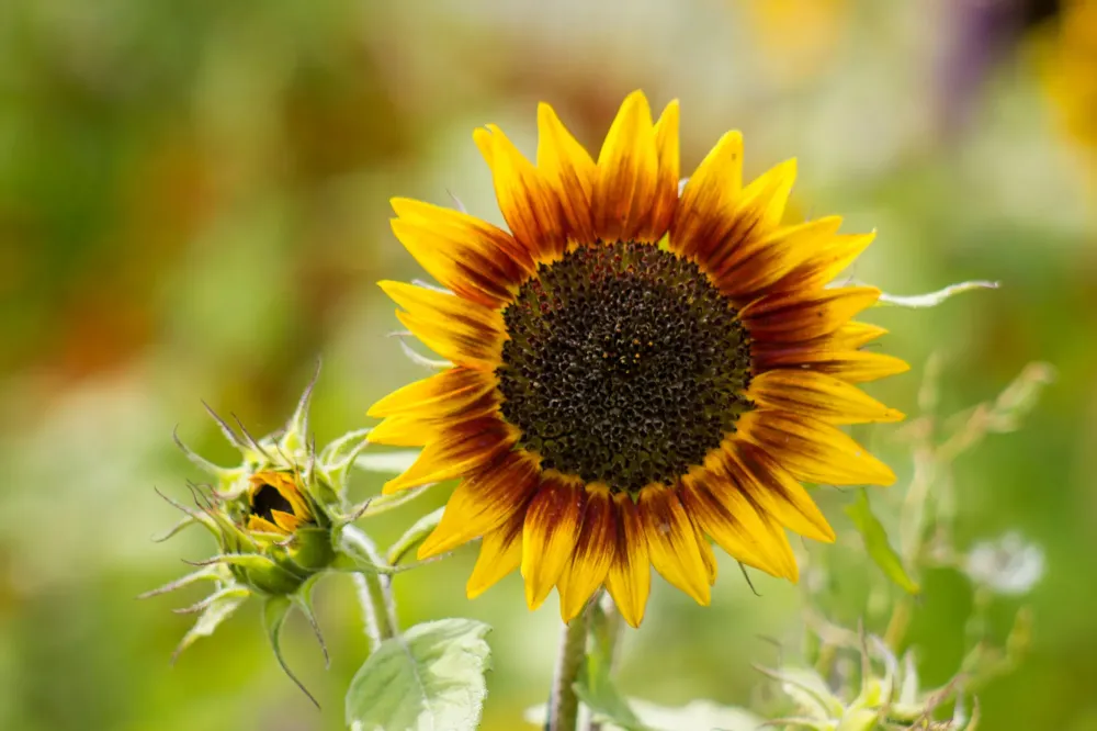 Tournesol des jardins