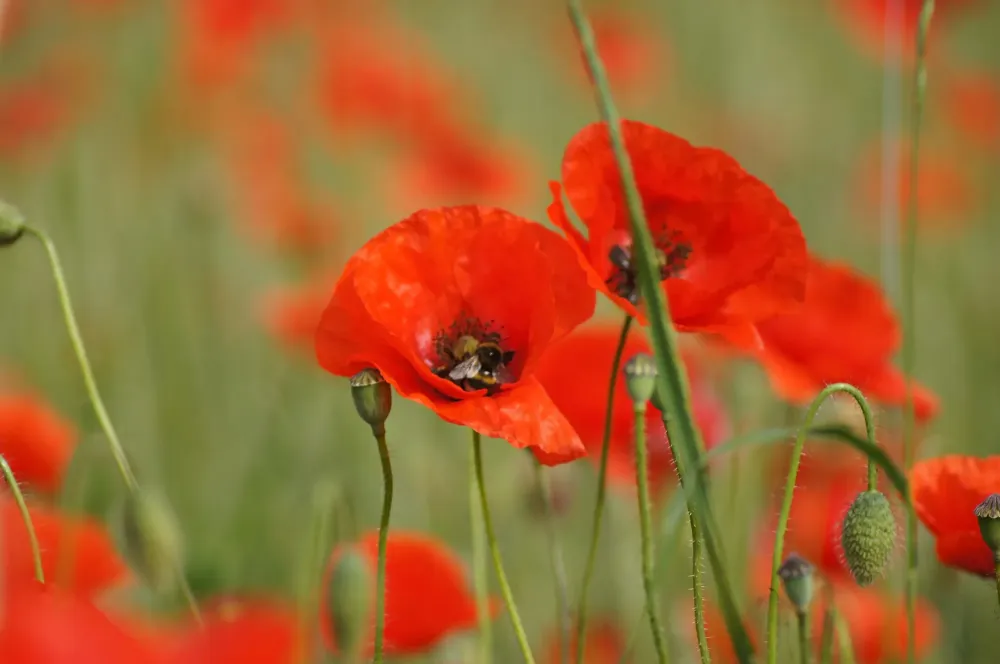 Coquelicot