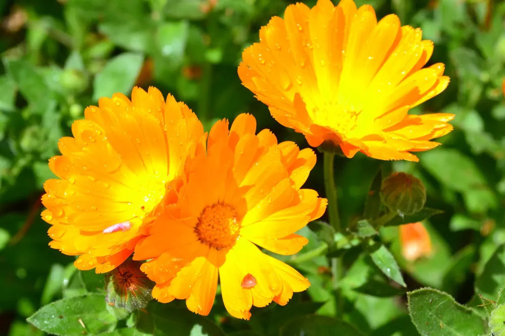 calendula