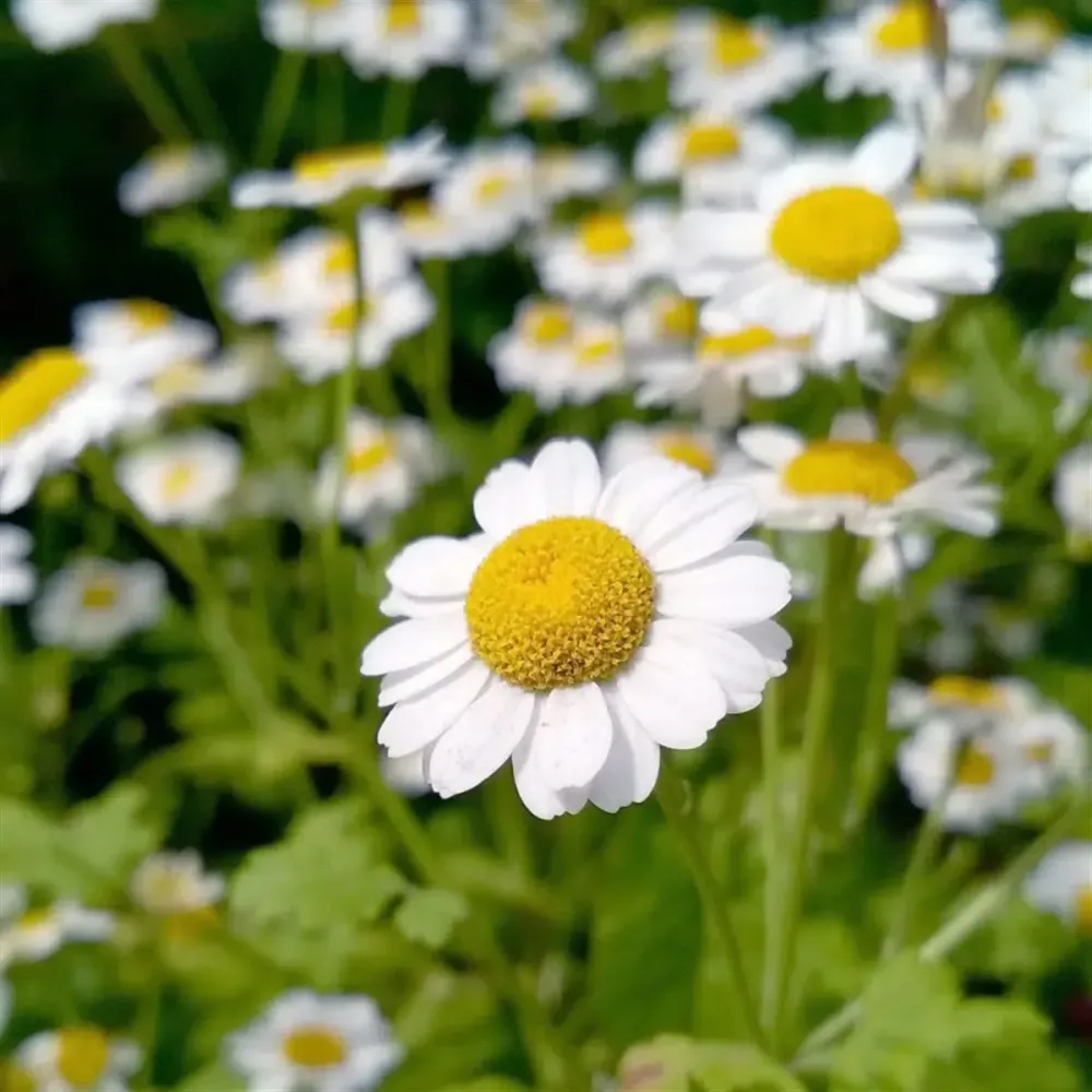 Camomille matricaire